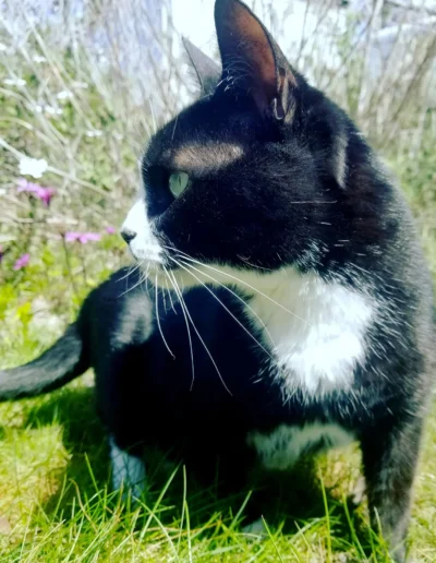 A black and white cat sits in the grass outdoors, looking off to the side with sunlight highlighting its fur.