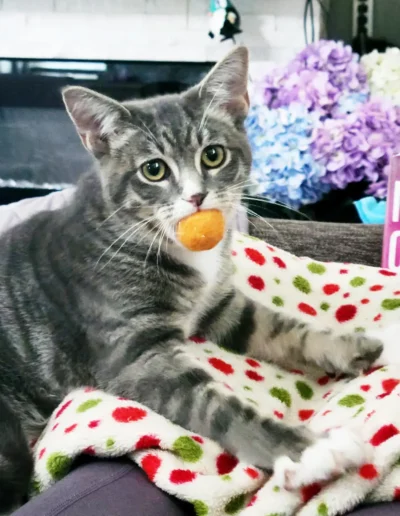 A gray tabby cat rests on a polka dot blanket, holding a small orange ball in its mouth while looking at the camera.