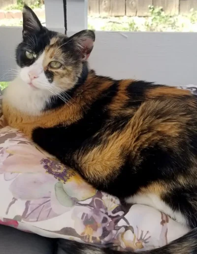 A calico cat lounges on a floral pillow, resting comfortably while looking off to the side.