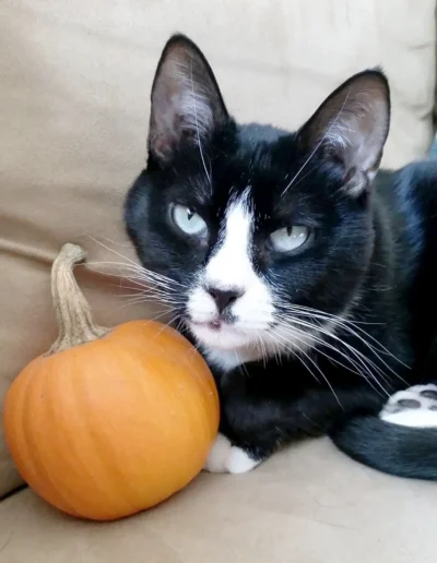 A black and white cat rests next to a small orange pumpkin while lying on a beige couch.