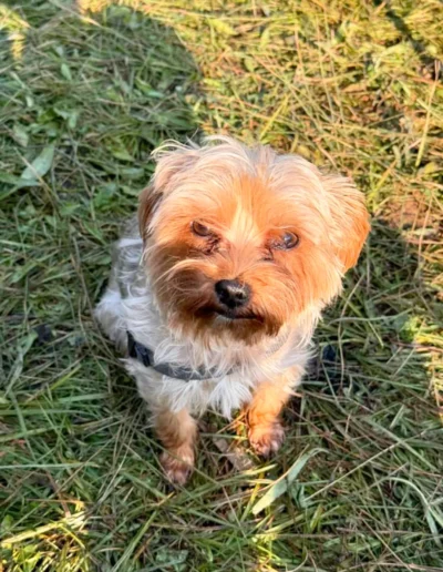 A small, scruffy brown dog sits on the grass, looking up toward the camera with soft sunlight illuminating its fur.