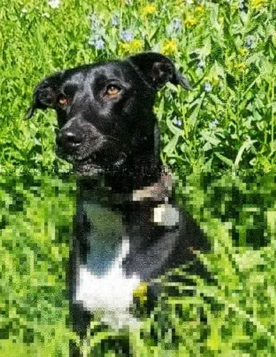 A black dog with a white chest sits among tall green grass and yellow wildflowers, gazing off into the distance.