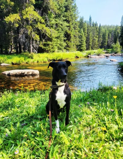 A black dog with a white chest sits near a peaceful river, surrounded by green grass and tall trees in a forested area.