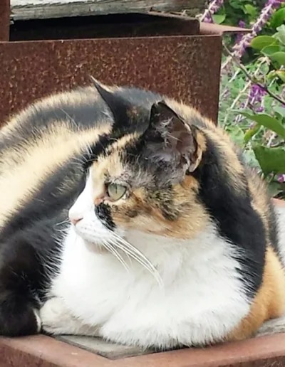 A calico cat lounges on a rust-colored surface outdoors, gazing off to the side, with purple flowers and greenery in the background.