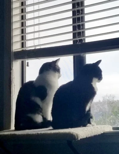 Two cats sit on a windowsill, gazing outside through the blinds on a cloudy day.