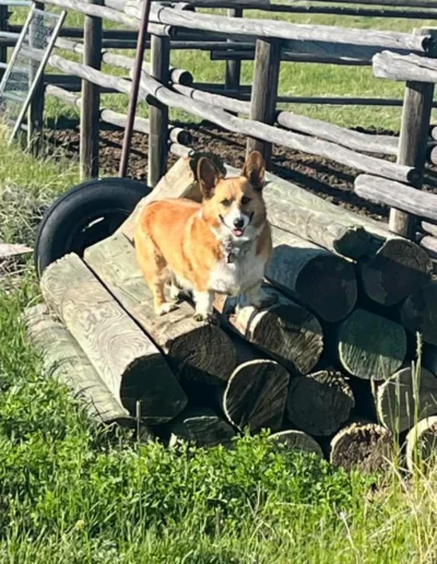 A Corgi stands on a pile of wooden logs outdoors, with a wooden fence and grassy field in the background.