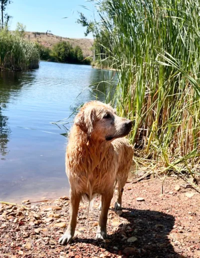 A wet golden retriever stands by a lakeside, surrounded by tall grasses, looking off to the side on a sunny day.