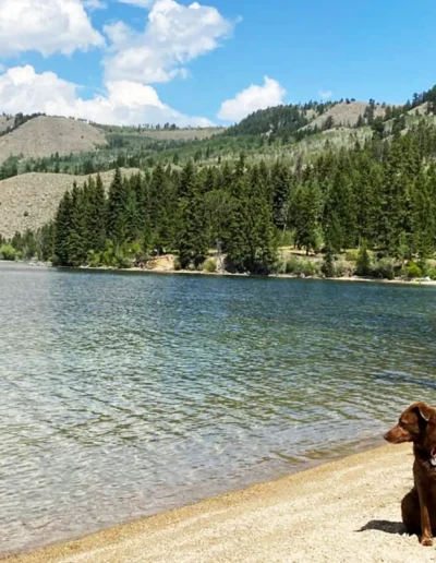 A brown dog sits on a sandy lakeshore, with clear water and a backdrop of forested hills and mountains under a blue sky with scattered clouds.