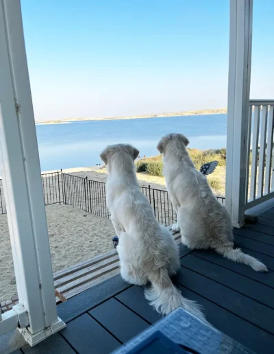 Two white dogs sit on a porch overlooking a calm lake and sandy shoreline, with a clear blue sky in the background.