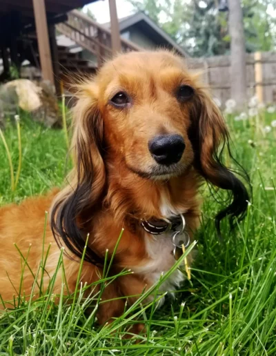 A long-haired dachshund with soft brown fur sits in the grass, looking content, with a backyard and wooden deck in the background.