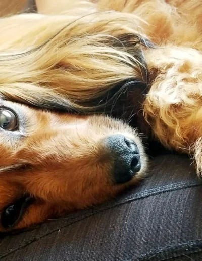 A long-haired dachshund rests its head on a surface, gazing sleepily, showing off its soft brown fur and dark, expressive eyes.