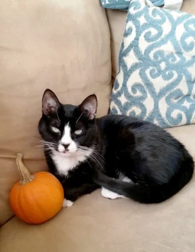 A black and white cat lounges on a beige couch next to a small orange pumpkin.