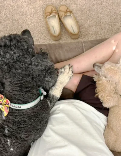 A person relaxes on a couch with two poodles lying on their lap, one black and the other tan.