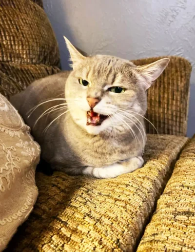 A light gray tabby cat sits on a textured couch with its mouth slightly open, appearing to meow.