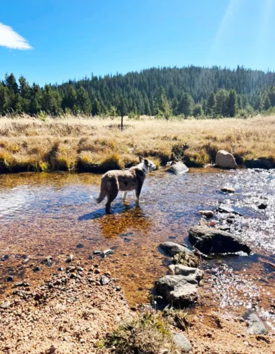 A dog with a mottled coat stands in a shallow stream, surrounded by a grassy field and trees in the distance under a bright, clear sky.