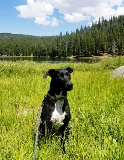 A black dog with a white chest sits in a grassy meadow, with a peaceful lake and forested hills in the background under a partly cloudy sky.