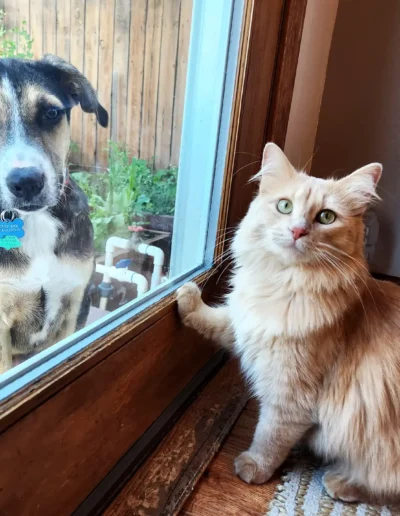 A dog looks in through a glass door from outside while a fluffy cat sits inside, both facing the camera.