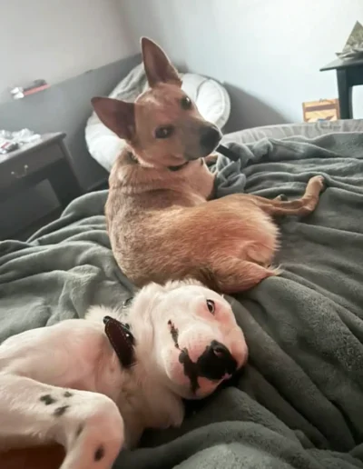 A brown dog is lying on a bed looking back over its shoulder, while a white dog with black markings lays on its back, showing a playful expression.