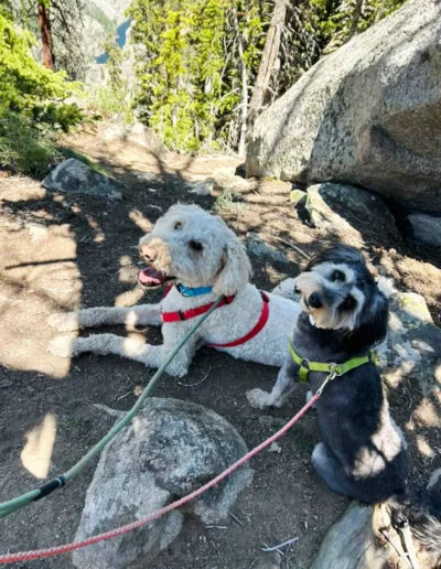 Two dogs, one large and white wearing a red harness and the other smaller and black with white markings wearing a green harness, rest on a shaded dirt trail surrounded by rocks and trees.