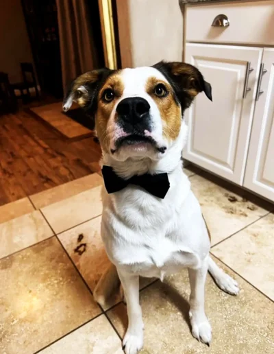 A dog wearing a black bow tie sits on a tiled kitchen floor, looking up attentively.