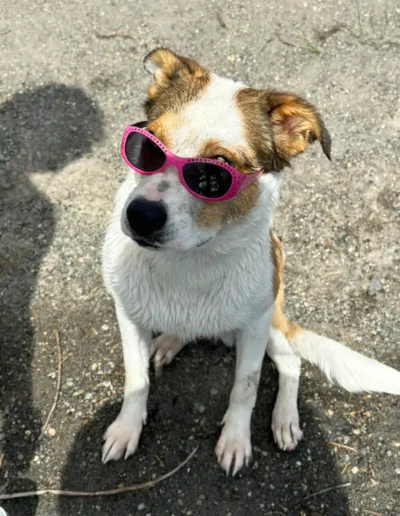 A wet dog wearing pink sunglasses sits on a gravel surface, looking relaxed and cool.