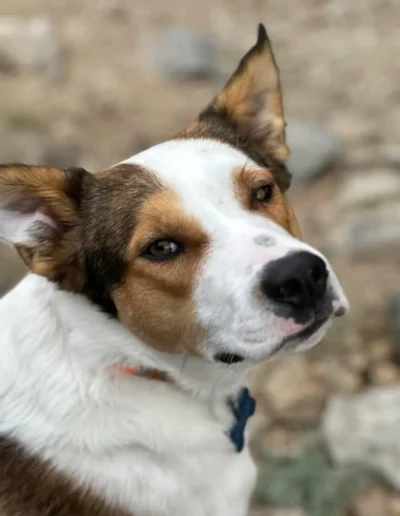 A close-up of a dog with a thoughtful expression, showing off its brown, white, and black coat while sitting outdoors.