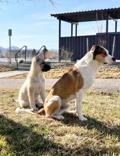 Two dogs sitting on the grass, one larger dog with a brown and white coat looking off into the distance, and a smaller, light-colored puppy sitting beside it, both in a park setting with a building and mountains in the background.