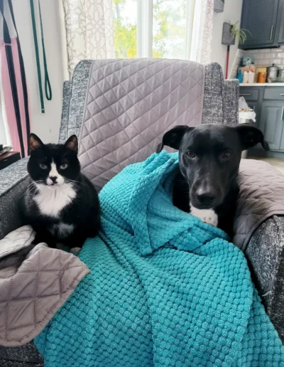 A black and white cat and a black dog are sitting together on a gray armchair, with the dog wrapped in a turquoise blanket, in a cozy indoor setting.