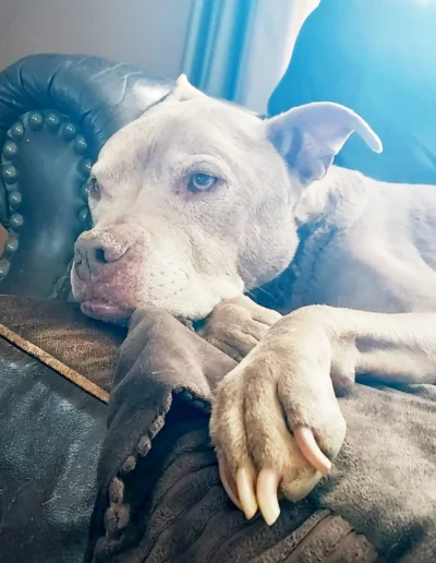 A gray dog with a relaxed expression lies on a leather couch, resting its head on a blanket, with soft sunlight filtering through the window.