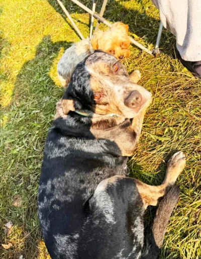 A black and gray speckled dog looks up while lying on the grass next to a small brown dog, both resting comfortably in the sunlight.