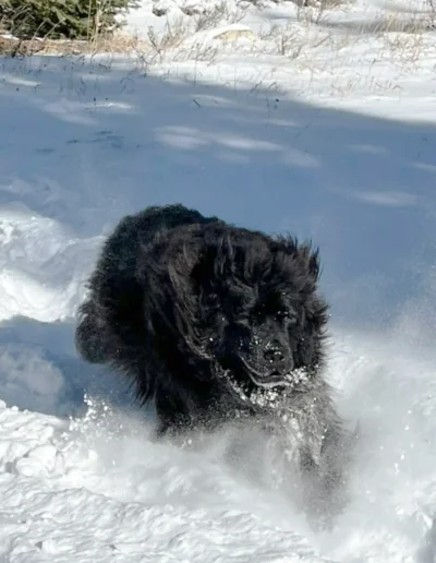 A fluffy black dog runs energetically through the snow, with snowflakes flying up around its face and fur.