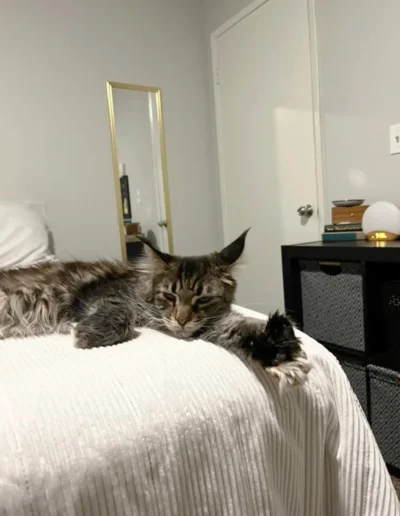 A fluffy tabby cat lies stretched out on a bed, looking sleepy with its ears perked up in a cozy bedroom.