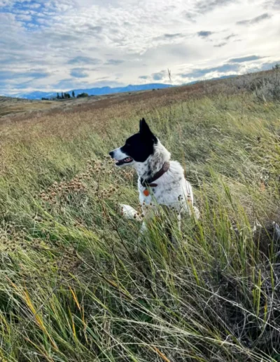 A black and white dog sits in a field of tall grass, gazing into the distance with a cloudy sky and distant mountains in the background.