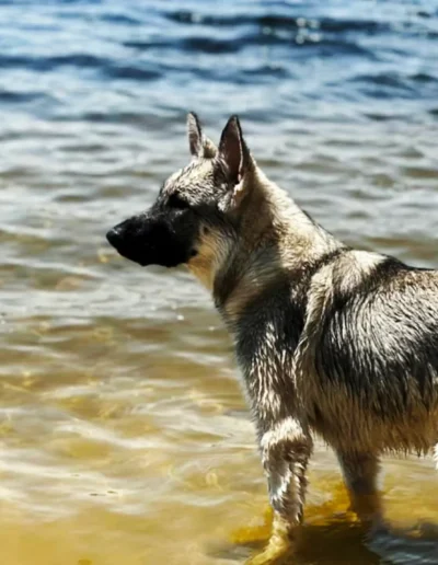 A wet dog stands in shallow water, gazing ahead as ripples form on the surface of a lake or ocean behind it. The dog appears focused, and the setting evokes a peaceful, natural environment with clear water and a gentle shoreline.