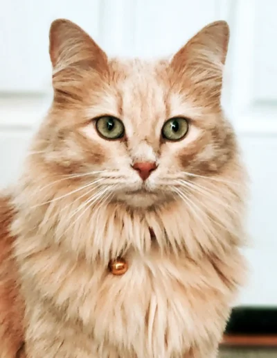 A close-up of a fluffy, golden-orange cat with green eyes, wearing a small bell on its collar.