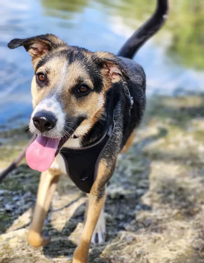 A dog wearing a harness stands near the edge of the water with its tongue out, looking happy and energetic.