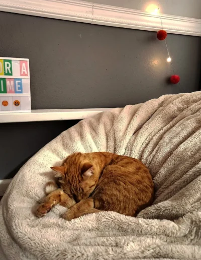 A ginger cat sleeps curled up on a cozy beanbag chair next to a colorful sign that reads "Here for a good time."