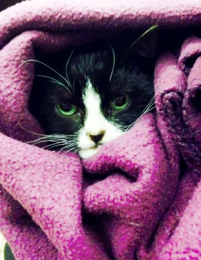 A black and white cat is snugly wrapped in a purple blanket, peeking out with only its face visible.