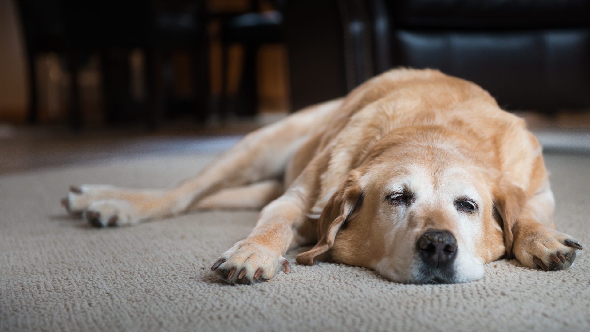 Low Cost Pet Euthanasia Near Me Options